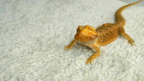Bearded agama dragon is sitting on the carpet at home and looking at camera. Stock Footage 167937373