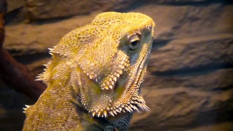 Bearded Agama sitting on the boredom Stock Footage 120081379