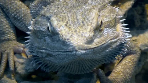 Bearded Agama sitting on a stone Video stock 120081663