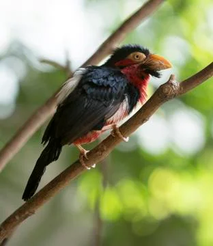 Bearded barbet Stock Photos