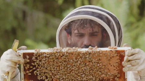 Bearded beekeeper picks up hive frame crawling with honeybees for Stock Footage 280957896