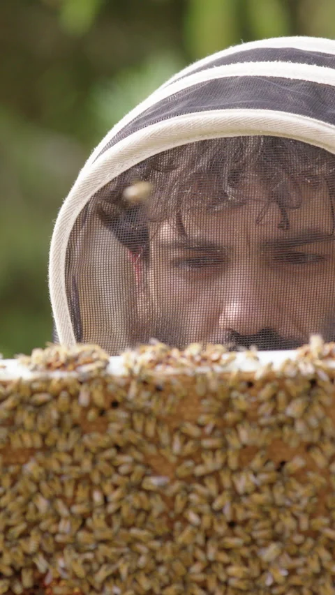 Bearded beekeeper picks up hive frame crawling with honeybees for inspection Stock Footage 302889188