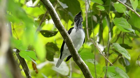 Bearded Bellbird Stock Footage 64802662