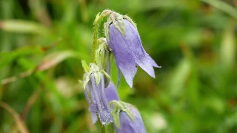 Bearded bellflower Campanula barbata flower beautiful plant blossoms Jeseniky 스톡 동영상 340921547