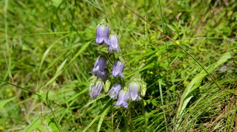Bearded Bellflower (Campanula barbata) Video stock 66509959