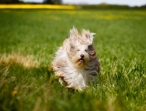 Bearded border collie Stock Photos