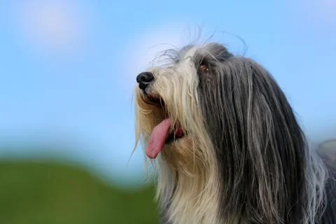 Bearded border collie Stock Photos