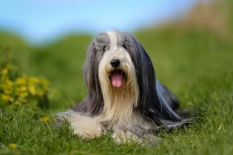Bearded border collie Stock Photos