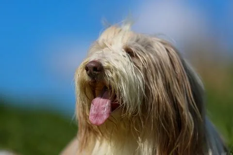 Bearded border collie Stock Photos