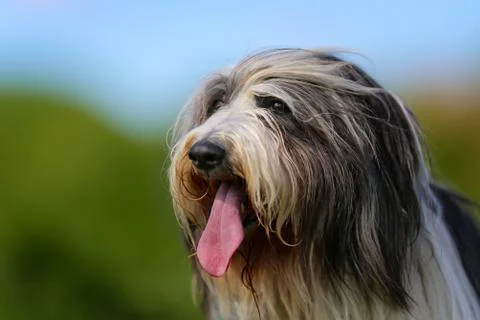 Bearded border collie Stock Photos