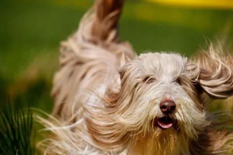 Bearded border collie Stock Photos