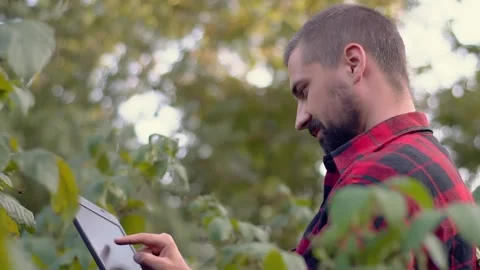 Bearded caucasian farmer with a tablet on the raspberry field. Smart farming Stock Footage 141144909