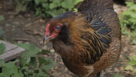 Bearded Chicken Vídeos de archivo 87616886