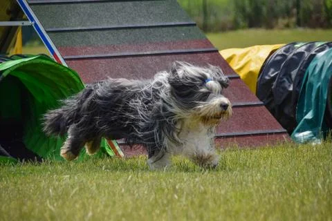 Bearded Collie agility intensive training Stock Photos