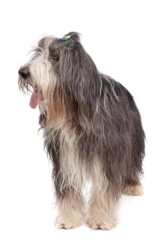 Bearded Collie Stock Photos