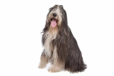 Bearded Collie Stock Photos