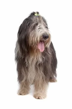 Bearded Collie Stock Photos