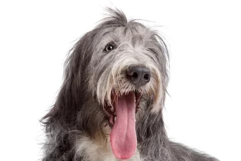 Bearded Collie Stock Photos