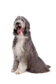 Bearded Collie Stock Photos