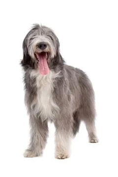 Bearded Collie Stock Photos