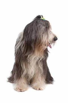 Bearded Collie Stock Photos