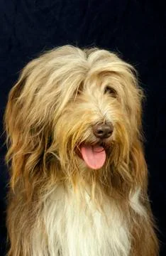 BEARDED COLLIE Stock Photos