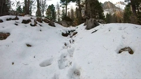 Bearded Collie is running in the snow 스톡 동영상 103623288