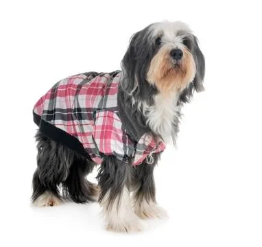 Bearded collie in studio Stock-Fotos