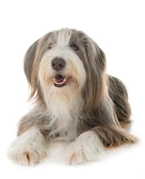 Bearded collie in studio Stock Photos