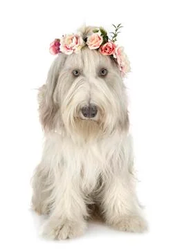 Bearded collie in studio Stock-Fotos