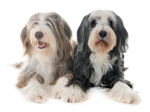 Bearded collies in studio Stock Photos