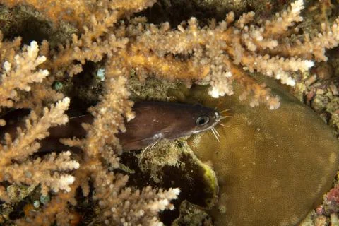The bearded cusk eel, Brotula multibarbata, is in the order Ophidiiformes and Foto stock