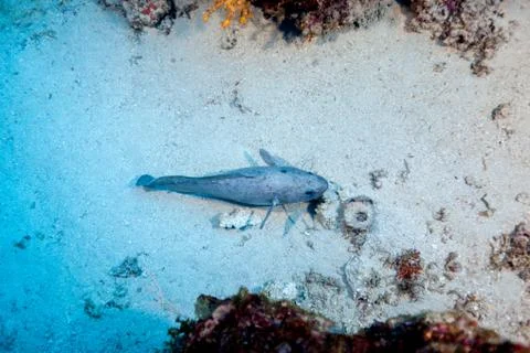 The bearded cusk eel, Brotula multibarbata, is in the order Ophidiiformes and Foto stock