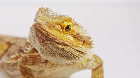 Bearded dragon (agama lizard) close-up portrait Video stock 35257903