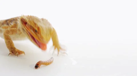 Bearded dragon (agama lizard) eating zophobas worm Video stock 35257846