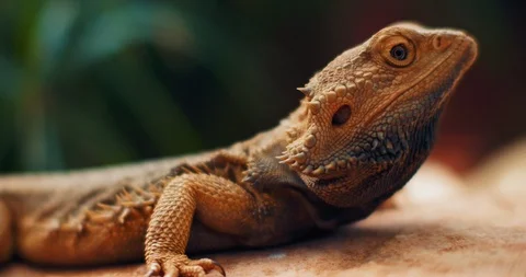 Bearded dragon, also known as Pogona, sitting on a tree branch. Stock Footage 126773721