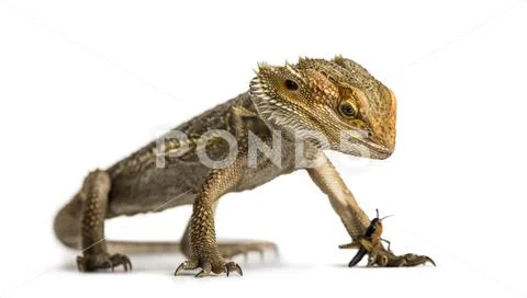 Bearded dragon and cricket, isolated on white Stock Image #89894606