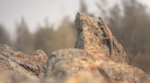 Bearded dragon basking on lichen covered granite rock on a warm morning, Stock Photos