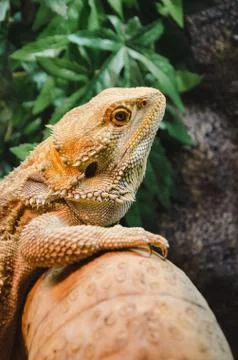Bearded dragon basking on a log Stock Photos