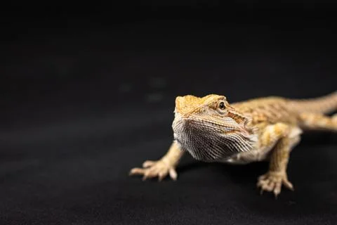 Bearded dragon on black background Stock Photos