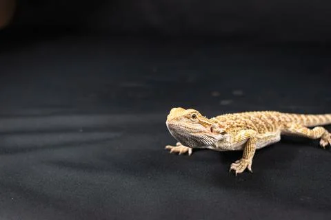 Bearded dragon on black background Stock Photos
