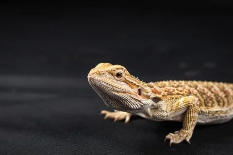 Bearded dragon on black background Stock Photos