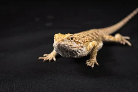 Bearded dragon on black background Stock Photos