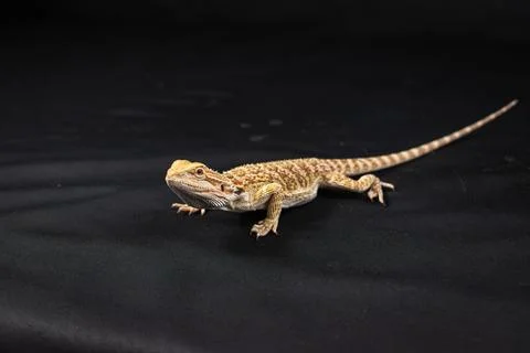 Bearded dragon on black background Stock Photos