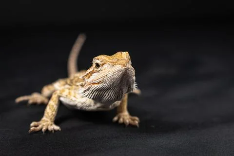 Bearded dragon on black background Stock Photos