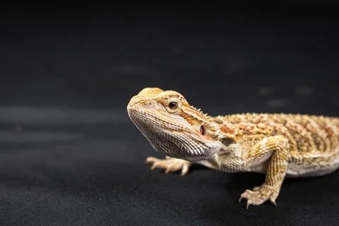 Bearded dragon on black background 스톡 사진