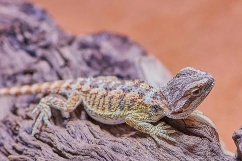 Bearded dragon on a branch Stock Photos