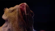 Bearded Dragon Chewing Macro Scales Stock Footage