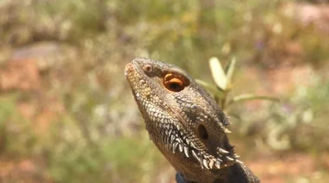 Bearded Dragon Close Stock Footage 8043341
