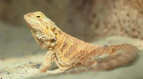 Bearded Dragon, Close up. Stock Footage 61003629